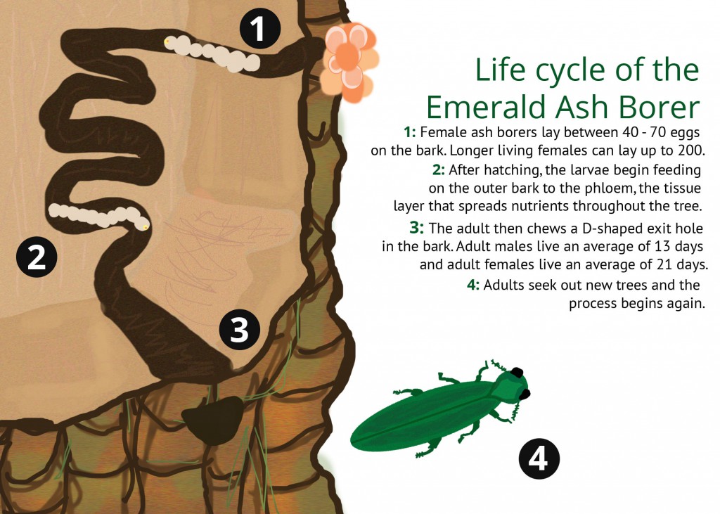 Emerald Ash Borers go through a complete metamorphosis during their life cycle.