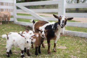 Nigerian Dairy Dwarf Goats