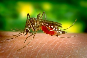 Zika Mosquito Feature