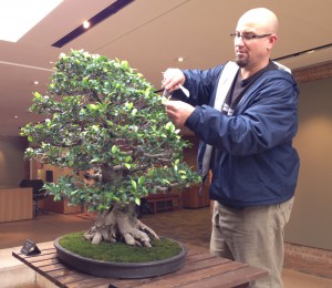 Baker hard at work pruning a bonsai at the Chicago Botanic Garden. (Claire Donnelly/MEDILL)