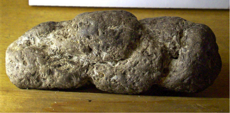 An example of a coprolite, this sample from the Pliocene Epoch. Photo from Alisha Vargas, Flickr.
