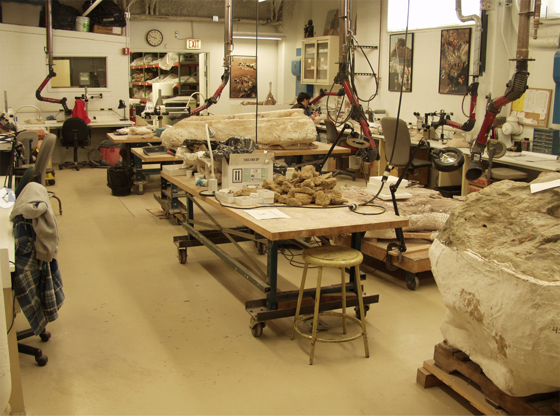 The first floor lab where Fitzgerald prepares fossils. Photo courtesy of Paul Sereno.