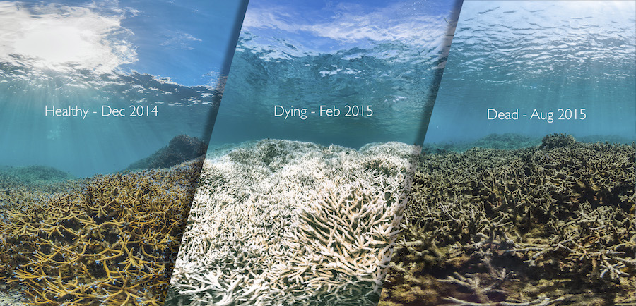 A coral reef in American Samoa before, during and after a bleaching event. (XL Catlin Seaview Survey)