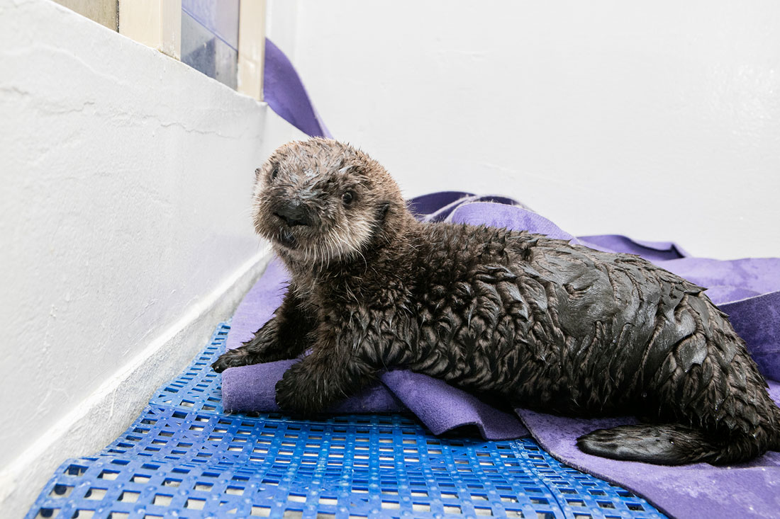 Pup 719, a female southern sea otter, explores her new home at Shedd Aquarium. The pup was rescued on Carmel Beach in Carmel, California, by officials at the Monterey Bay Aquarium on Jan. 6. (Brenna Hernandez/Shedd Aquarium)