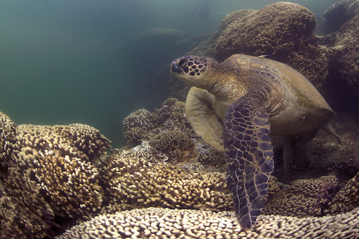 A green turtle swims in a bleached reef in Hawai`i. (XL Catlin Seaview Survey)