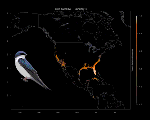 Animated map showing tree swallow migration and population