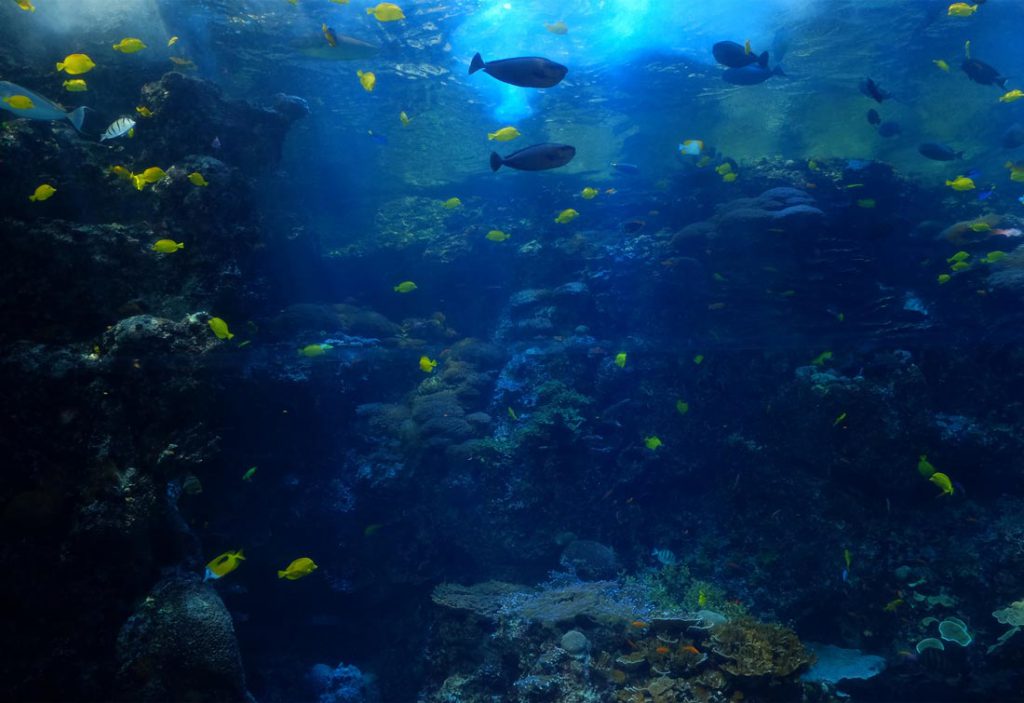 The ocean is one of the most biodiverse ecosystems
