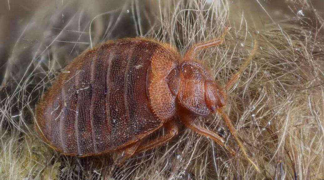 Beyond The Itch The Real Cost Of Bed Bugs Medill Reports Chicago   Bug 1038x576 