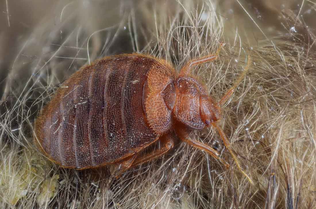 Bed bugs hurt us more than we think