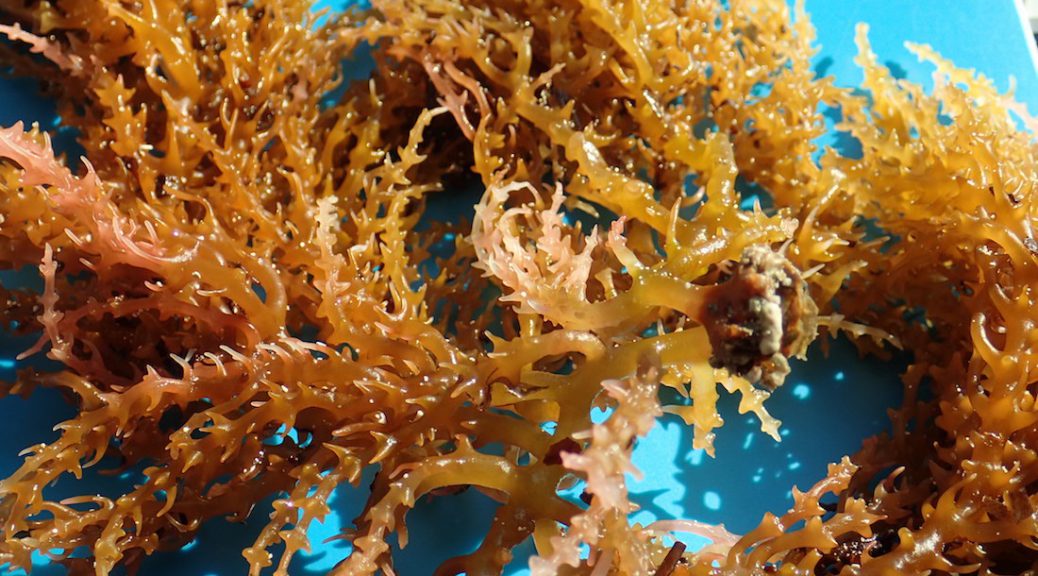 The era of big seaweed is upon us Medill Reports Chicago