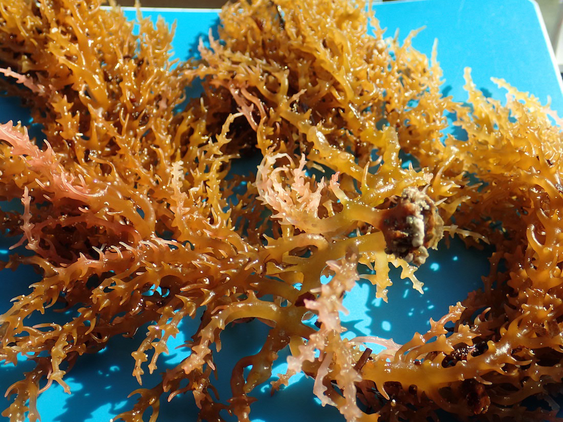 seaweed research new zealand