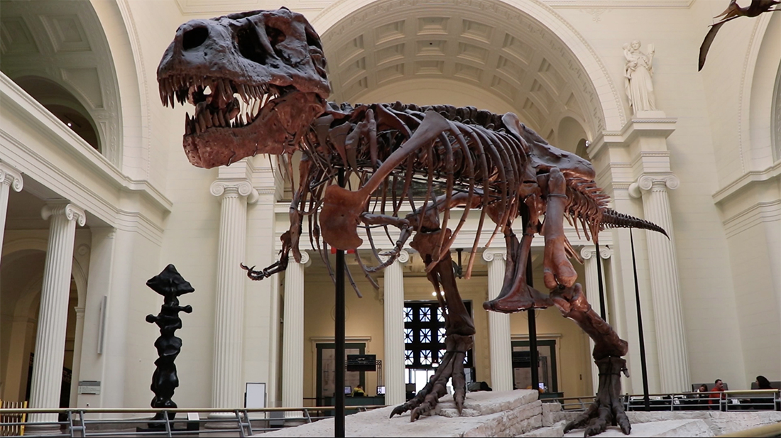 After almost two decades as the Field Museum's crown jewel, Sue the T-Rex is being relocated to the museum's Evolving Planet exhibit to make way for a larger dinosaur specimen.