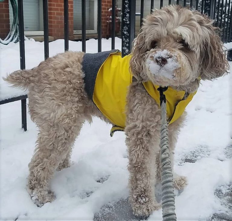Coats and booties protect dogs from winter's sting Medill Reports Chicago