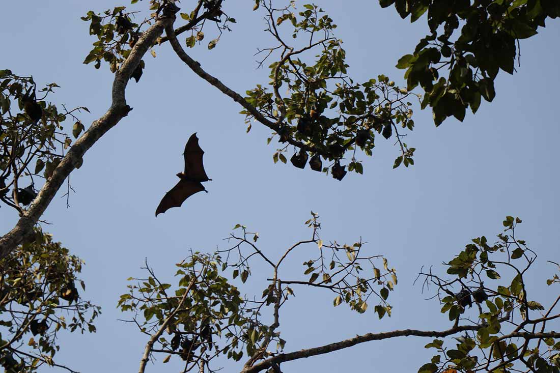 Bats in Cambodia