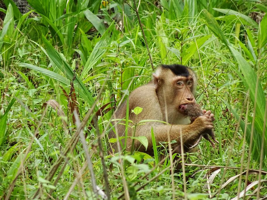 Greedy killer monkeys found eating large rats in Malaysia, leaving